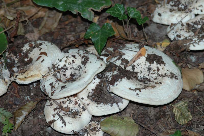 Russula...